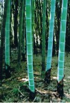 Bamboo Gardens